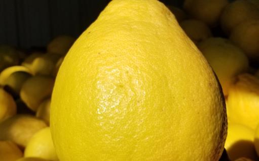 冰糖柚為什么有苦味 冰糖柚可以減肥嗎