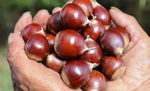 板栗是煮著好吃還是蒸著好吃 板栗吃生的有營養還是熟的有營養