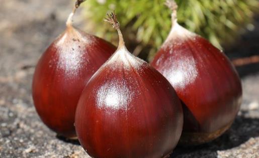 板栗是煮著好吃還是蒸著好吃 板栗吃生的有營養還是熟的有營養