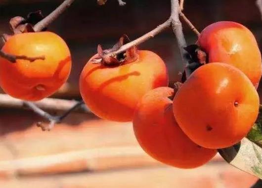 柿子和能酸奶一起吃嗎?柿子吃多少才算多