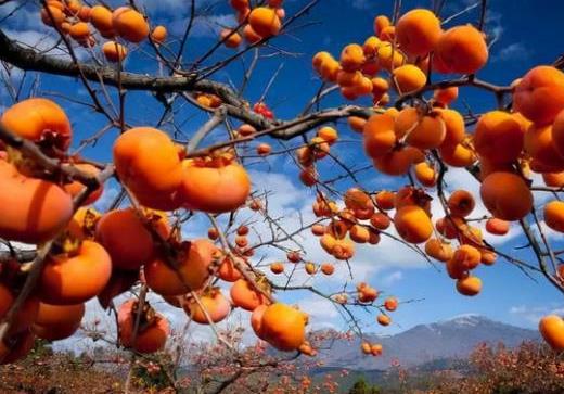 男人多吃柿子能提高性功能嗎?吃柿子會長結石嗎