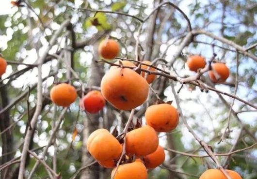 吃柿子會影響母乳嗎?柿子吃多了會怎么樣