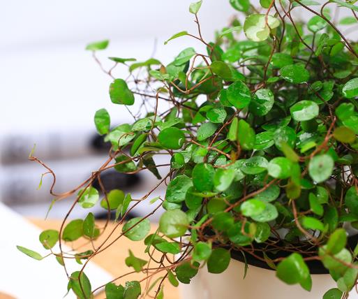 千葉吊蘭植株干枯是怎么引起的?千葉吊蘭為什么老是爛根