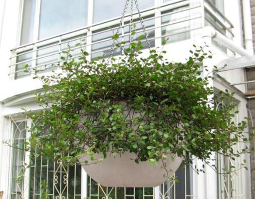 千葉吊蘭植株干枯是怎么引起的?千葉吊蘭為什么老是爛根