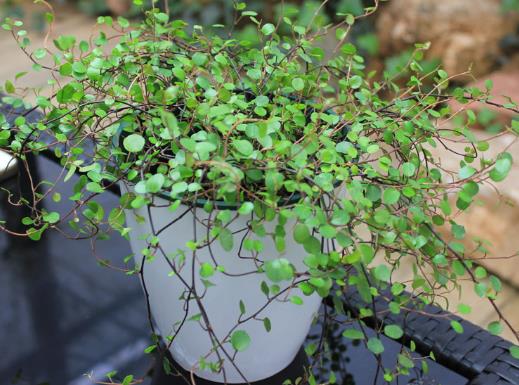 千葉吊蘭植株干枯是怎么引起的?千葉吊蘭為什么老是爛根