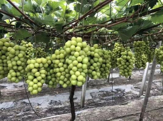 陽光玫瑰是不是轉基因水果?陽光玫瑰吃多了會長胖嗎