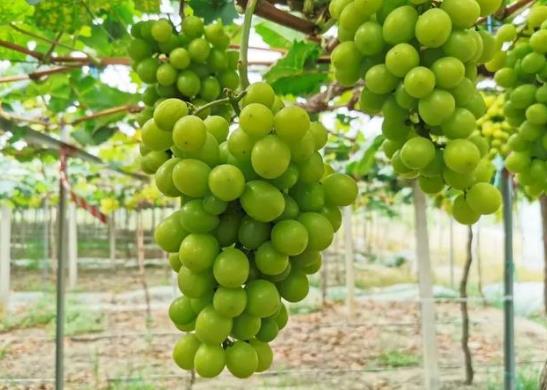 陽光玫瑰是提子還是葡萄?陽光玫瑰太甜了會不會糖分太高