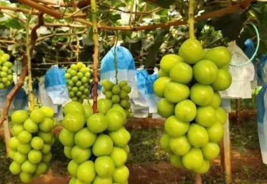 陽光玫瑰是提子還是葡萄?陽光玫瑰太甜了會不會糖分太高