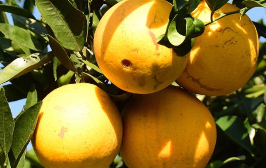 臍橙糖分含量高嗎 臍橙糖尿病人可以吃嗎