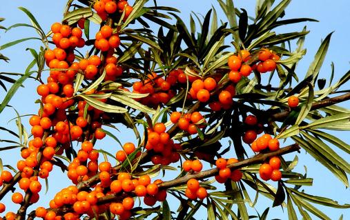沙棘原漿一天喝多少最好 沙棘果維生素c含量比獼猴桃高嗎
