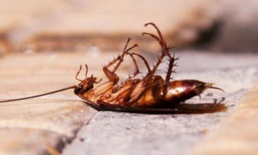 蟑螂爬過的食物吃了會怎么樣 蟑螂爬過的碗筷怎么處理