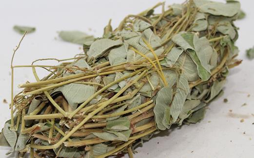 金錢草泡水喝還是煮水喝 金錢草泡水要不要曬干