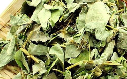 金錢草泡水喝還是煮水喝 金錢草泡水要不要曬干