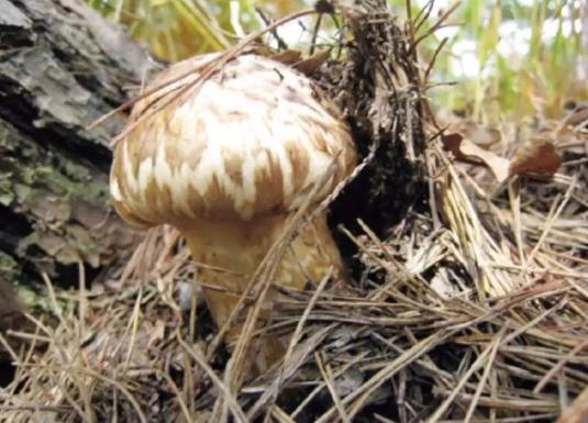 松茸發酸了還能吃嗎?凍松茸發酸能吃嗎