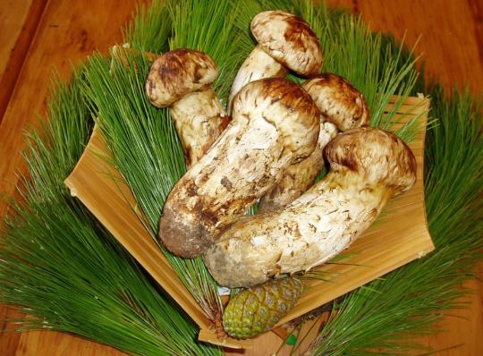 松茸發酸了還能吃嗎?凍松茸發酸能吃嗎