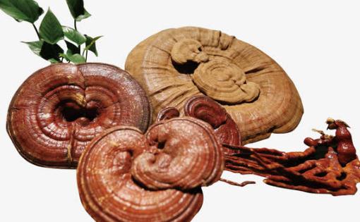 靈芝配什么泡水喝好 靈芝和靈芝孢子粉可以一起吃嗎
