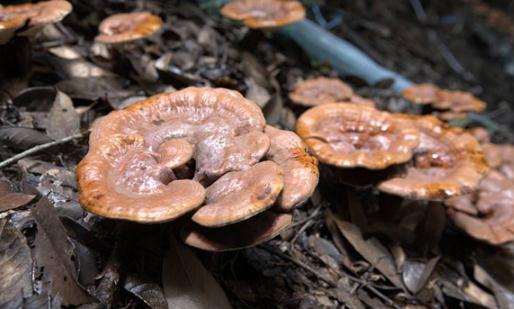 靈芝配什么泡水喝好 靈芝和靈芝孢子粉可以一起吃嗎