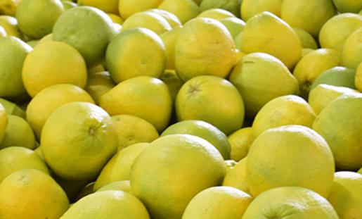 葡萄柚是柚子還是橘子 葡萄柚減肥法靠譜嗎