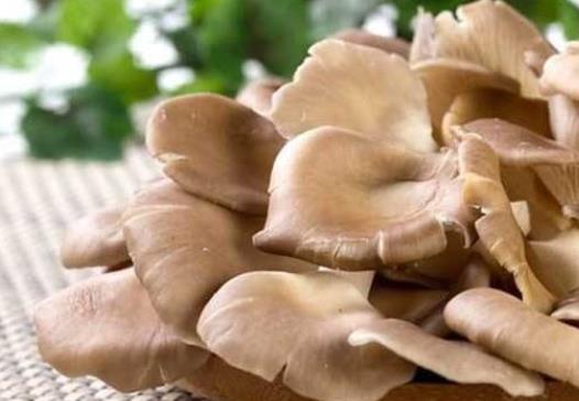 平菇是發物嗎?高血壓可以吃平菇嗎?