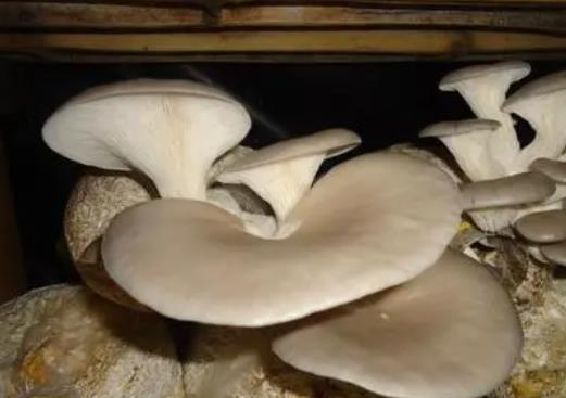 產婦可以吃平菇嗎?產婦吃平菇有哪些好處?