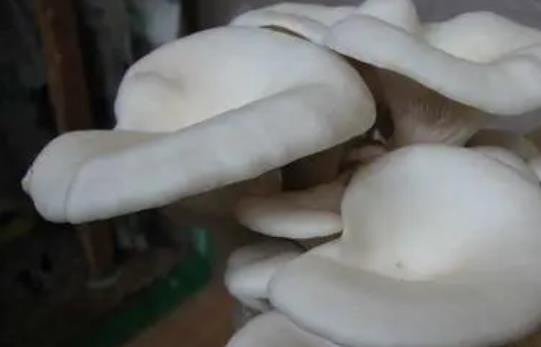 寶寶可以吃平菇嗎?寶寶吃平菇有哪些好處?