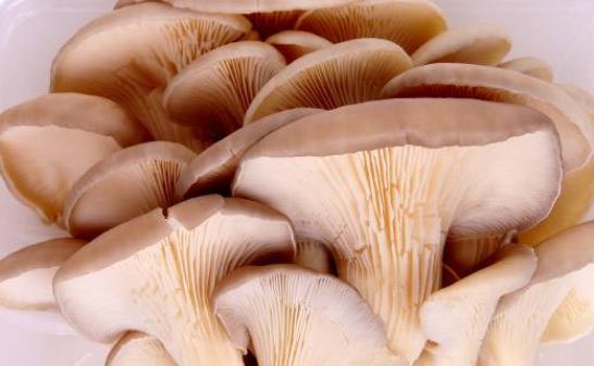 平菇是發物嗎?高血壓可以吃平菇嗎?