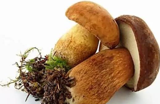 牛肝菌可以生吃嗎?牛肝菌是發物嗎?