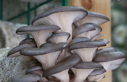 產婦可以吃平菇嗎?產婦吃平菇有哪些好處?