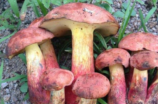 什么是牛肝菌?吃牛肝菌中毒了怎么辦?