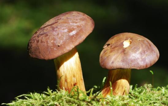 什么是牛肝菌?吃牛肝菌中毒了怎么辦?