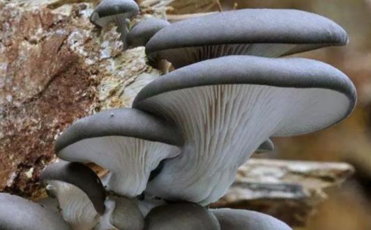 寶寶可以吃平菇嗎?寶寶吃平菇有哪些好處?