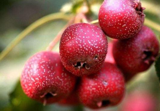 山楂蘋果紅棗水多久喝一次?小寶寶可以喝山楂蘋果紅棗水嗎