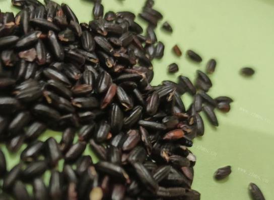 ?吃黑米是不是很容易上火?黑米淘米水為什么是紫色的