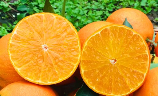 橙子有些變綠壞了嗎 橙子凍了為什么會變苦