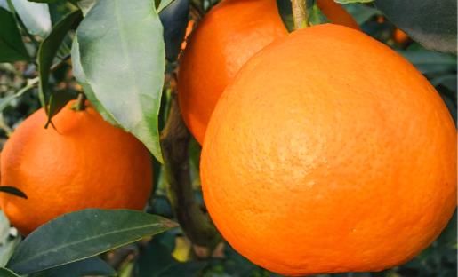 橙子有些變綠壞了嗎 橙子凍了為什么會變苦