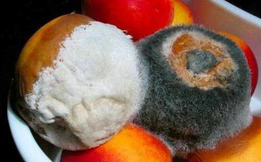 蘋果發霉了一點點切掉能吃嗎 發霉的蘋果是什么樣子的圖片