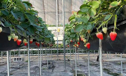 丹東草莓幾月份的好吃 丹東草莓和普通草莓的區別