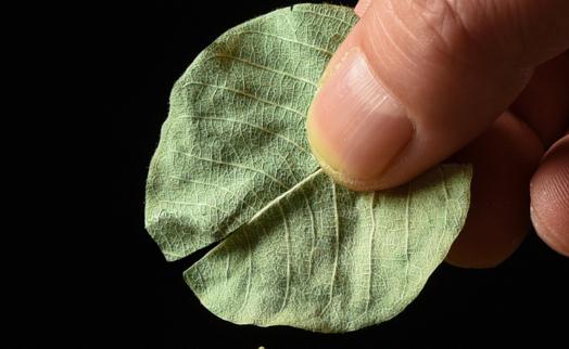 金錢草吃多久才能排腎結石 長期用金錢草泡水喝有什么副作用