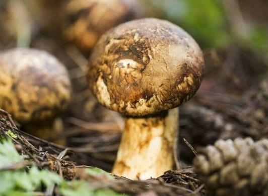 ?松茸的臭味是什么成分?松茸解凍的正確方法