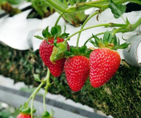 吃草莓會導致得出血熱是真的假的?爛草莓有什么細菌