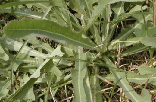 苦菜可以泡水喝嗎? 苦菜泡水喝有什么好處?