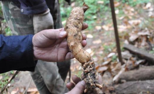 天麻是新鮮的好還是干的好 天麻煲湯吃了會上火嗎