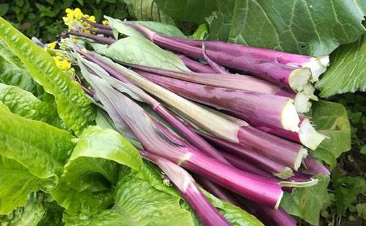炒紅菜苔前要焯水嗎 白菜苔和紅菜苔哪個好吃
