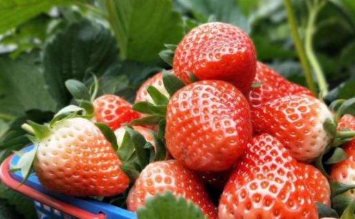 吃多了草莓會(huì)不會(huì)導(dǎo)致肚子痛 草莓吃之前怎樣洗才干凈