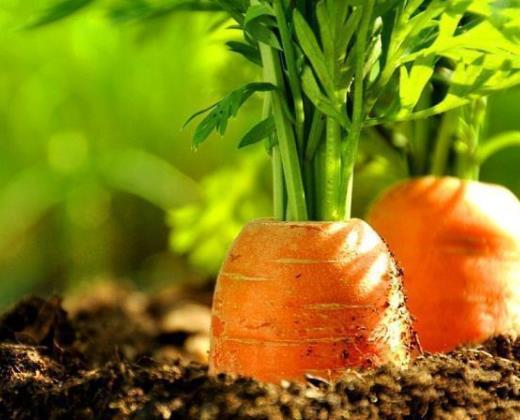 熟胡蘿卜汁有什么功效?胡蘿卜榨汁是生榨還是消煮熟再榨