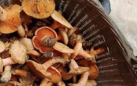 痛風(fēng)可以吃松樹菌嗎?松樹菌有哪些功效?