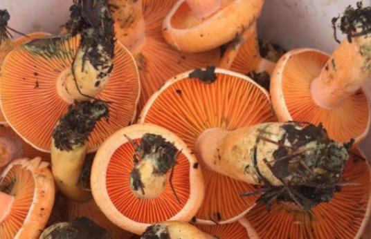 痛風(fēng)可以吃松樹菌嗎?松樹菌有哪些功效?