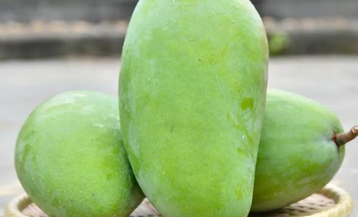 青芒果里面為什么是白色的 青芒果不熟吃了能中毒嗎