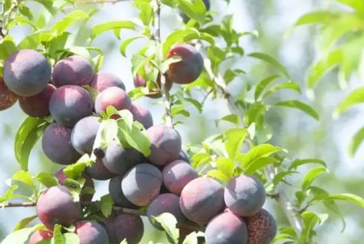 西梅有通便的效果嗎?西梅發黑了還能吃嗎?