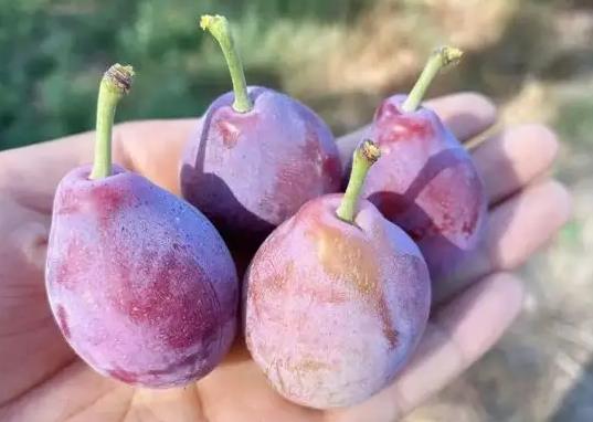 西梅有酒味還能吃嗎?西梅吃多少能促進排便